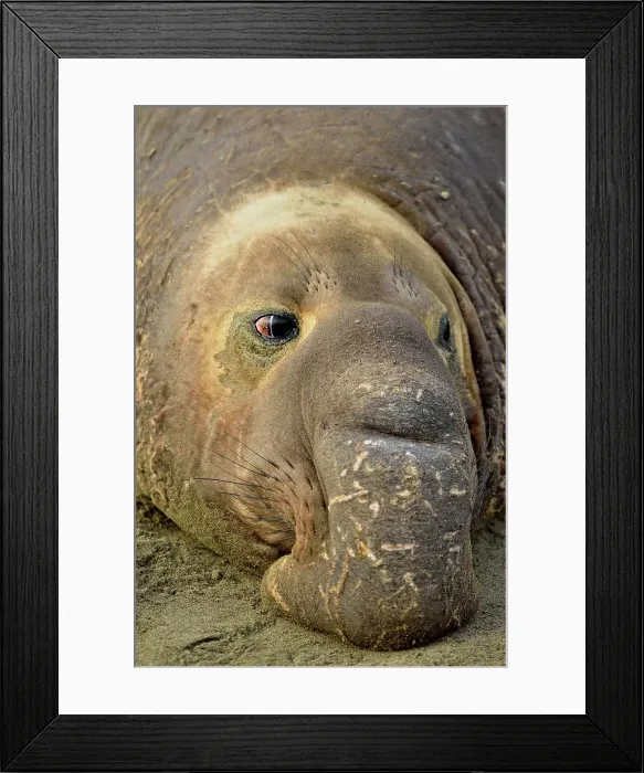 Framed Print : Northern elephant seal (Mirounga angustirostris), San Simeon, Piedras Blancas Rookery, California, USA Framed Print : Northern elephant seal (Mirounga angustirostris), San Simeon, Piedras Blancas Rookery, California, USA