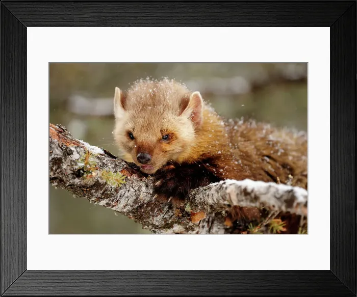Framed Print : Pine / American Marten (Martes americana)- captive in winter habitat, Bozeman, Montana, USA Framed Print : Pine / American Marten (Martes americana)- captive in winter habitat, Bozeman, Montana, USA