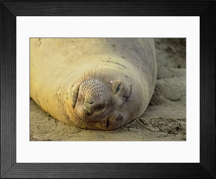 Framed Print : Northern elephant seal (Mirounga angustirostris) female on beach at breeding rookery, San Simeon, Piedras Blancas Rookery, California, USA Framed Print : Northern elephant seal (Mirounga angustirostris) female on beach at breeding rookery, San Simeon, Piedras Blancas Rookery, California, USA