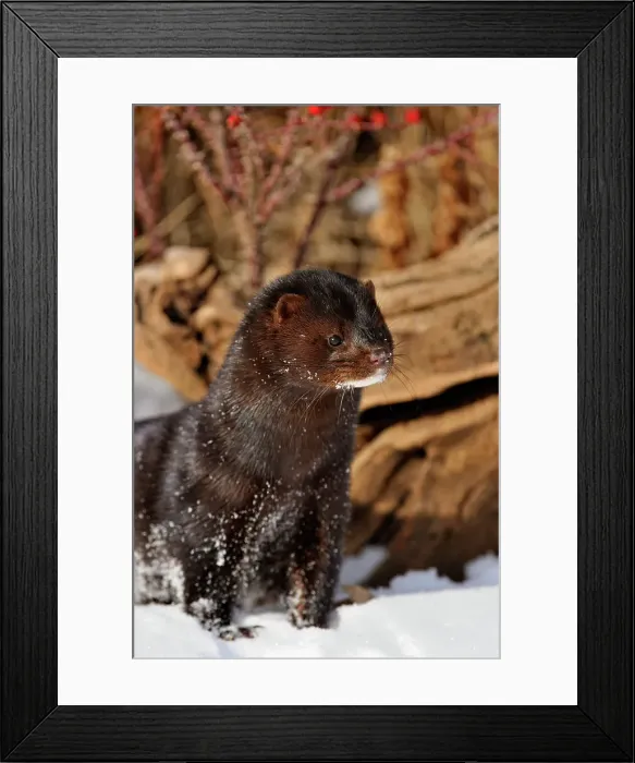 Framed Print : American mink (Neovison vison) Winter habitat, Bozeman, Montana, USA Framed Print : American mink (Neovison vison) Winter habitat, Bozeman, Montana, USA