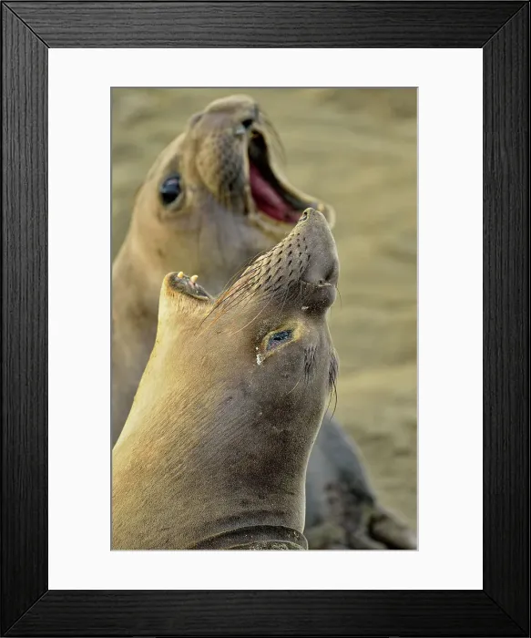 Framed Print : Northern elephant seal (Mirounga angustirostris) Confrontation between females in a breeding rookery, San Simeon, Piedras Blancas Rookery, California, USA Framed Print : Northern elephant seal (Mirounga angustirostris) Confrontation between females in a breeding rookery, San Simeon, Piedras Blancas Rookery, California, USA