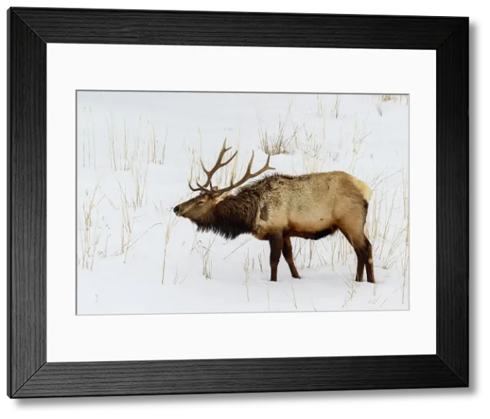 Framed Print : Elk (Cervus elaphus) Bull in winter habitat, Yellowstone National Park, Wyoming, USA Framed Print : Elk (Cervus elaphus) Bull in winter habitat, Yellowstone National Park, Wyoming, USA
