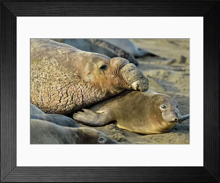 Framed Print : Northern elephant seal (Mirounga angustirostris) Mating on beach in breeding rookery, San Simeon, Piedras Blancas Rookery, California, USA Framed Print : Northern elephant seal (Mirounga angustirostris) Mating on beach in breeding rookery, San Simeon, Piedras Blancas Rookery, California, USA