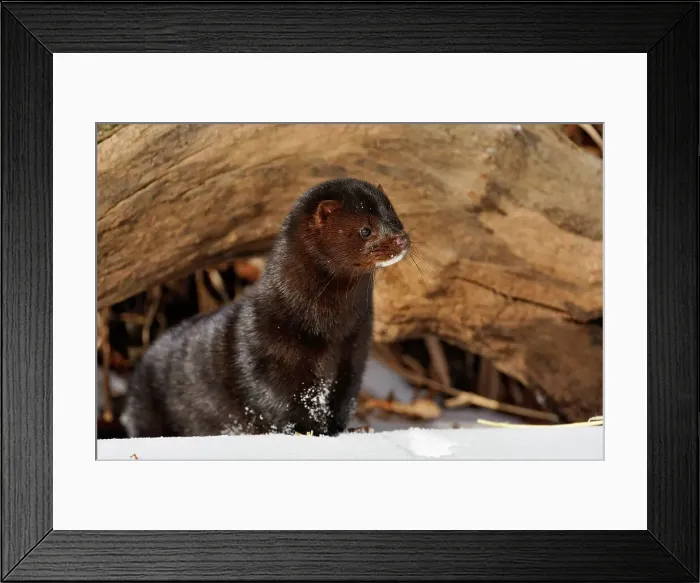 Framed Print : American mink (Neovison vison) Winter habitat, Bozeman, Montana, USA