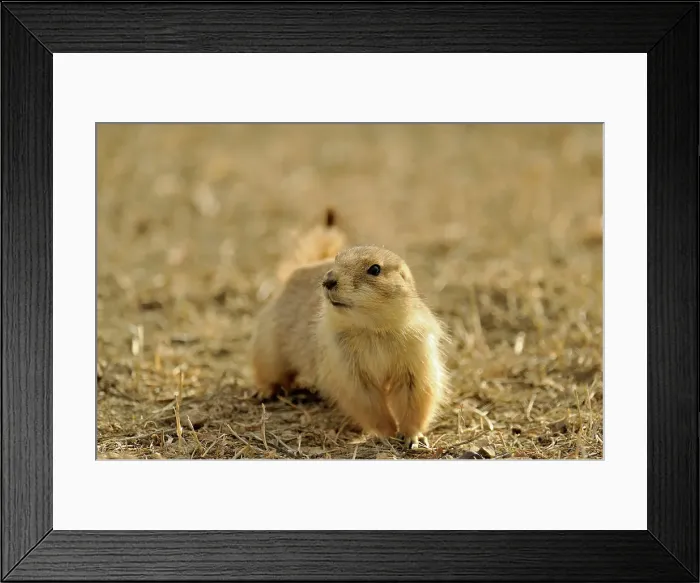 Framed Print : Black tailed prairie dog (Cynomys ludovicianus), Theodore Roosevelt NP (South Unit), North Dakota, USA Framed Print : Black tailed prairie dog (Cynomys ludovicianus), Theodore Roosevelt NP (South Unit), North Dakota, USA