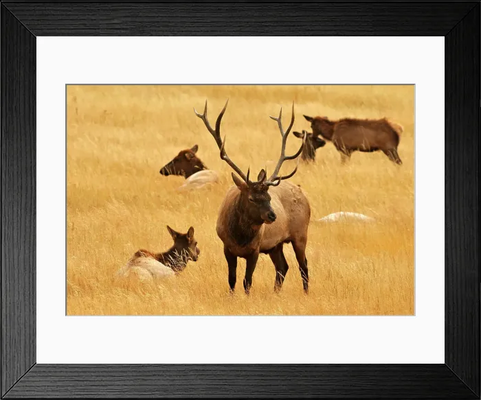 Framed Print : Elk (Cervus elaphus) stag / bull with harem of bedded-down females, Yellowstone NP, Wyoming, USA Framed Print : Elk (Cervus elaphus) stag / bull with harem of bedded-down females, Yellowstone NP, Wyoming, USA