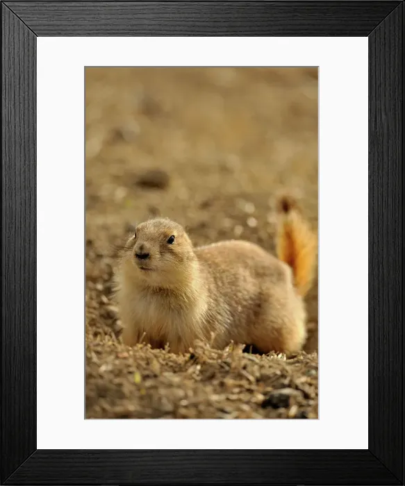 Framed Print : Black tailed prairie dog (Cynomys ludovicianus), Theodore Roosevelt NP (South Unit), North Dakota, USA
