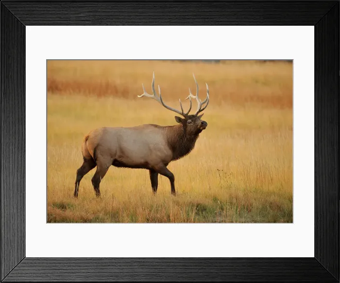 Framed Print : Elk (Cervus elaphus) 6 Point bull / stag in Madison River during rutting season, Yellowstone NP, Wyoming, USA Framed Print : Elk (Cervus elaphus) 6 Point bull / stag in Madison River during rutting season, Yellowstone NP, Wyoming, USA