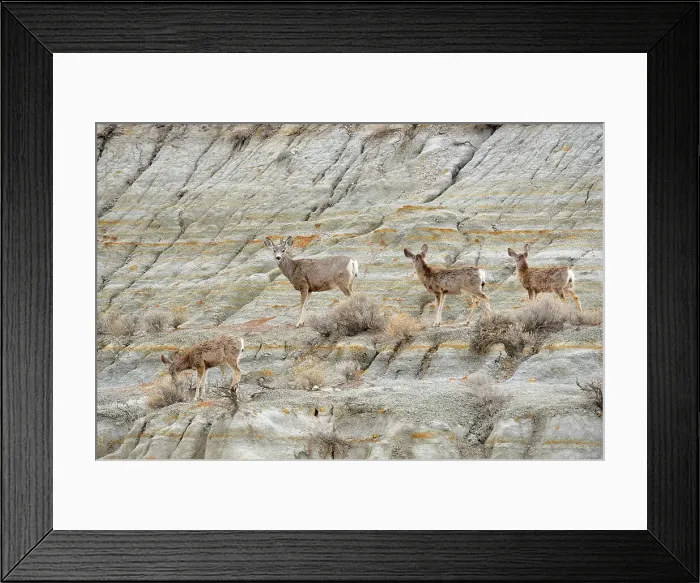 Framed Print : Mule deer (Odocoileus hemionus) Mother and fawns on bentonite slope, Theodore Roosevelt NP (South Unit), North Dakota, USA Framed Print : Mule deer (Odocoileus hemionus) Mother and fawns on bentonite slope, Theodore Roosevelt NP (South Unit), North Dakota, USA