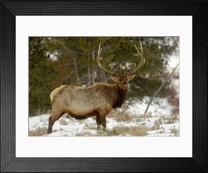 Framed Print : Elk (Cervus elaphus) Stag / bull foraging in late winter, Yellowstone NP, Wyoming, USA Framed Print : Elk (Cervus elaphus) Stag / bull foraging in late winter, Yellowstone NP, Wyoming, USA