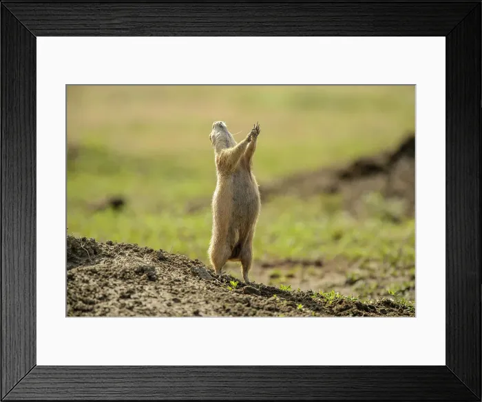 Framed Print : Black-tailed prairie dog (Cynomys ludovicianus) Sentinels on guard, Theodore Roosevelt NP (South Unit), North Dakota, USA Framed Print : Black-tailed prairie dog (Cynomys ludovicianus) Sentinels on guard, Theodore Roosevelt NP (South Unit), North Dakota, USA