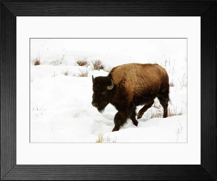 Framed Print : Amrican Bison running through snow, Yellowstone NP, Wyoming, USA Framed Print : Amrican Bison running through snow, Yellowstone NP, Wyoming, USA