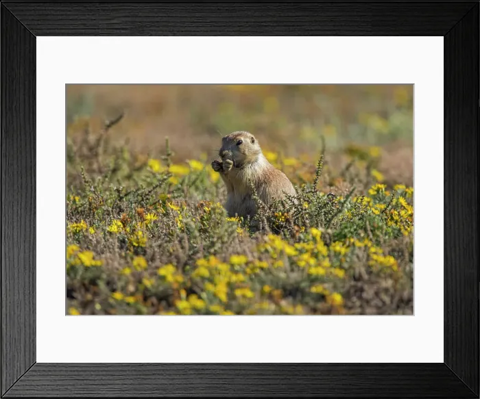 Framed Print : Black-tailed prairie dog (Cynomys ludovicianus) Feeding in patch of late-summer asters, Theodore Roosevelt NP (South Unit), North Dakota, USA Framed Print : Black-tailed prairie dog (Cynomys ludovicianus) Feeding in patch of late-summer asters, Theodore Roosevelt NP (South Unit), North Dakota, USA