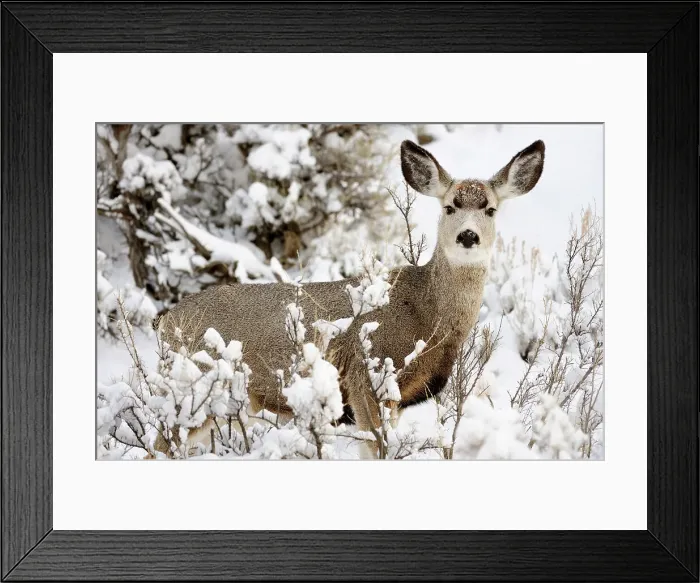 Framed Print : Mule deer (Odocoileus hemionus) in snowy sagebrush landscape, Yellowstone NP, Wyoming, USA Framed Print : Mule deer (Odocoileus hemionus) in snowy sagebrush landscape, Yellowstone NP, Wyoming, USA