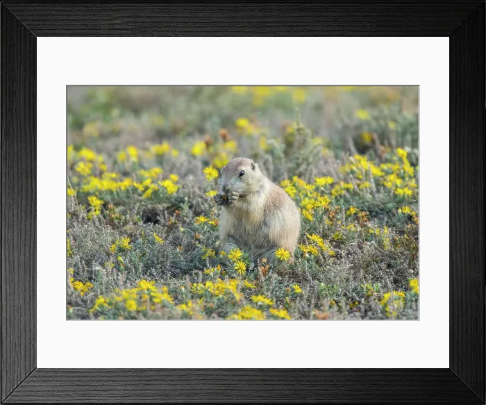 Framed Print : Black-tailed prairie dog (Cynomys ludovicianus) Feeding in patch of late-summer asters, Theodore Roosevelt NP (South Unit), North Dakota, USA Framed Print : Black-tailed prairie dog (Cynomys ludovicianus) Feeding in patch of late-summer asters, Theodore Roosevelt NP (South Unit), North Dakota, USA