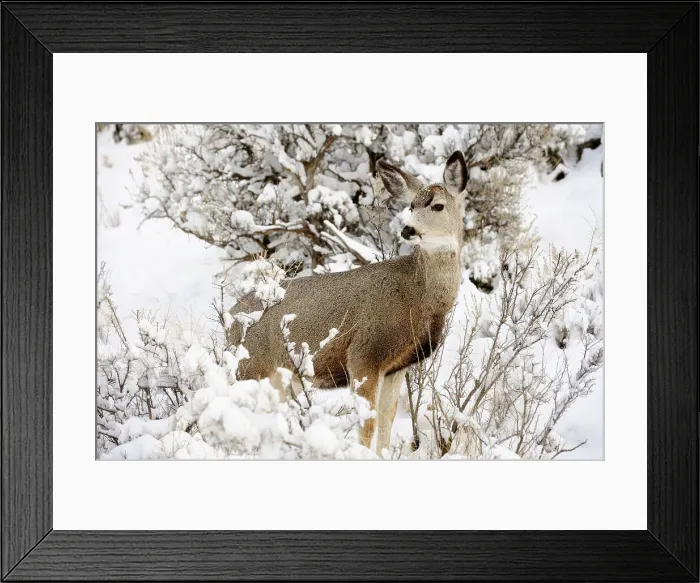 Framed Print : Mule deer (Odocoileus hemionus) in snowy sagebrush landscape, Yellowstone NP, Wyoming, USA