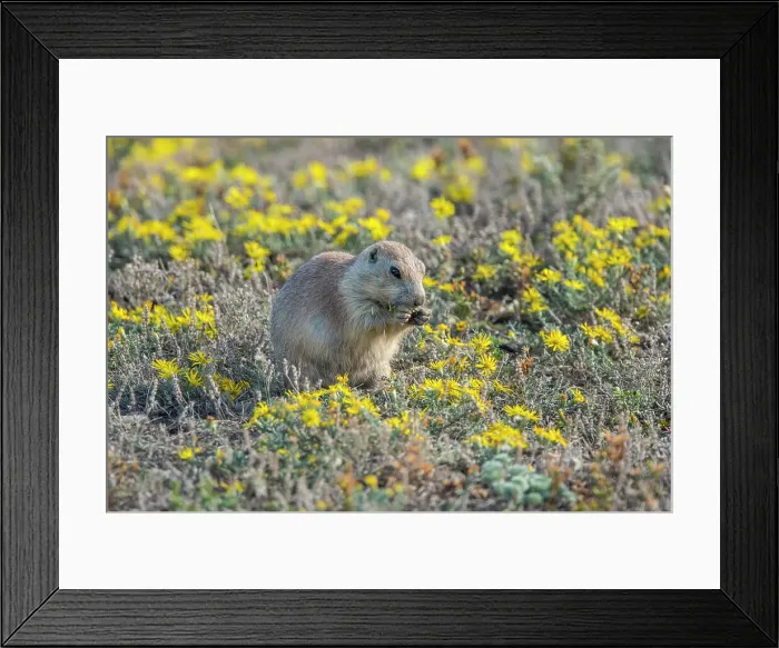 Framed Print : Black-tailed prairie dog (Cynomys ludovicianus) Feeding in patch of late-summer asters, Theodore Roosevelt NP (South Unit), North Dakota, USA Framed Print : Black-tailed prairie dog (Cynomys ludovicianus) Feeding in patch of late-summer asters, Theodore Roosevelt NP (South Unit), North Dakota, USA