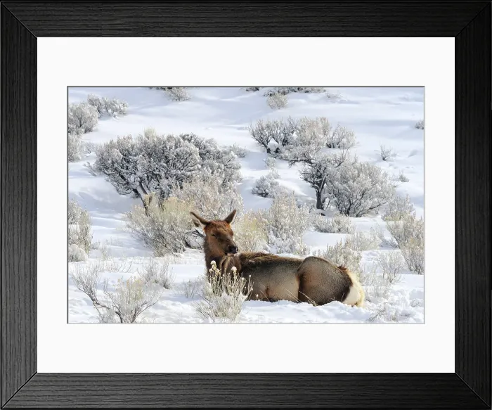 Framed Print : Elk (Cervus elaphus) in snowy sagebrush landscape, Yellowstone NP, Wyoming, USA Framed Print : Elk (Cervus elaphus) in snowy sagebrush landscape, Yellowstone NP, Wyoming, USA