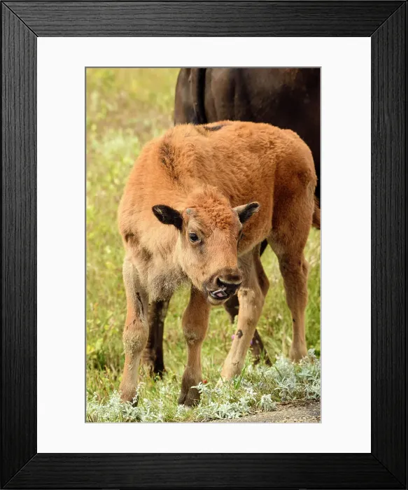 Framed Print : Plains bison (Bison bison), Theodore Roosevelt NP (South Unit), North Dakota, USA