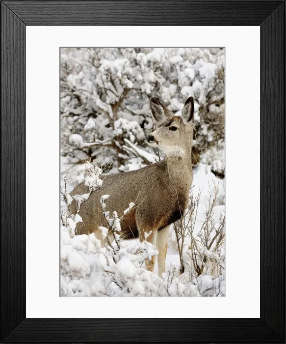 Framed Print : Mule deer (Odocoileus hemionus) in snowy sagebrush landscape, Yellowstone NP, Wyoming, USA