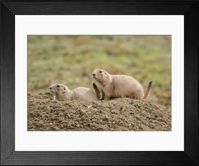 Framed Print : Black-tailed prairie dog (Cynomys ludovicianus) Sentinels on guard, Theodore Roosevelt NP (South Unit), North Dakota, USA Framed Print : Black-tailed prairie dog (Cynomys ludovicianus) Sentinels on guard, Theodore Roosevelt NP (South Unit), North Dakota, USA