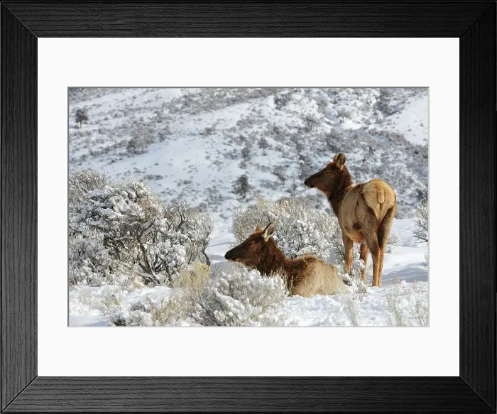 Framed Print : Elk (Cervus elaphus) in snowy sagebrush landscape, Yellowstone NP, Wyoming, USA Framed Print : Elk (Cervus elaphus) in snowy sagebrush landscape, Yellowstone NP, Wyoming, USA