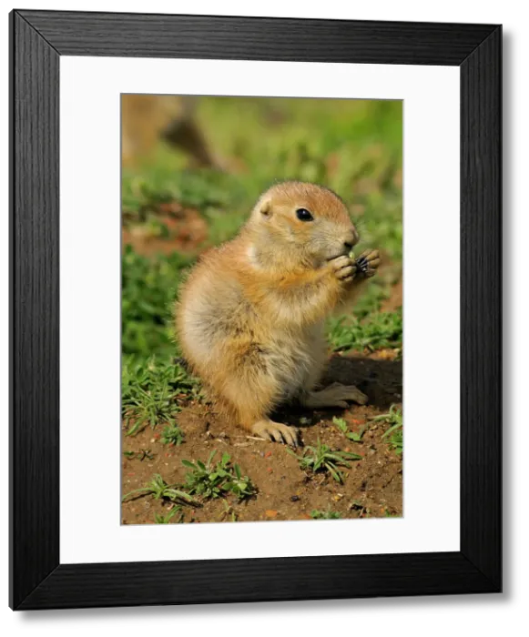 Framed Print : Black tailed prairie dog (Cynomys ludovicianus) baby, Theodore Roosevelt NP, North Dakota, USA Framed Print : Black tailed prairie dog (Cynomys ludovicianus) baby, Theodore Roosevelt NP, North Dakota, USA