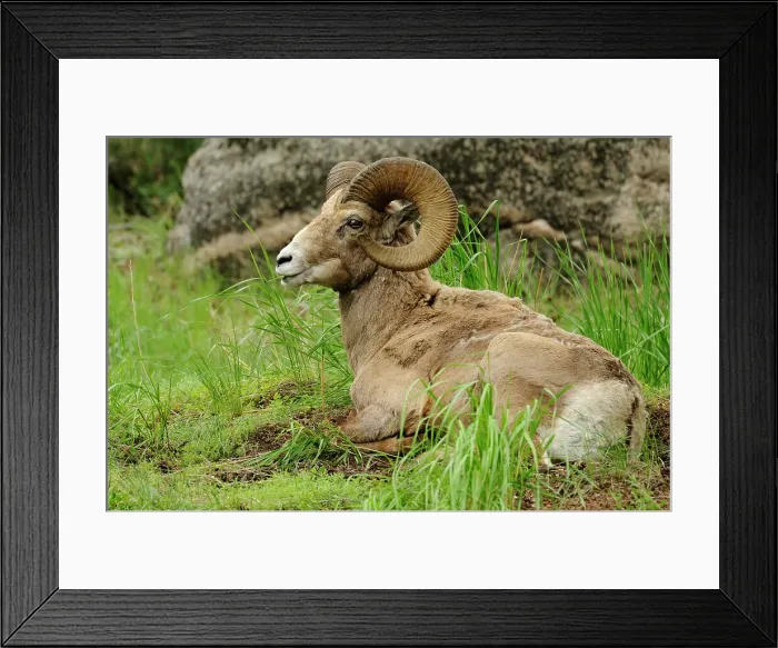 Framed Print : Bighorn Sheep (Ovis canadensis) Ram chewing cud, Yellowstone NP, Wyoming, USA Framed Print : Bighorn Sheep (Ovis canadensis) Ram chewing cud, Yellowstone NP, Wyoming, USA