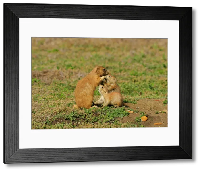 Framed Print : Black tailed prairie dog (Cynomys ludovicianus) baby and adult, Theodore Roosevelt NP, North Dakota, USA Framed Print : Black tailed prairie dog (Cynomys ludovicianus) baby and adult, Theodore Roosevelt NP, North Dakota, USA