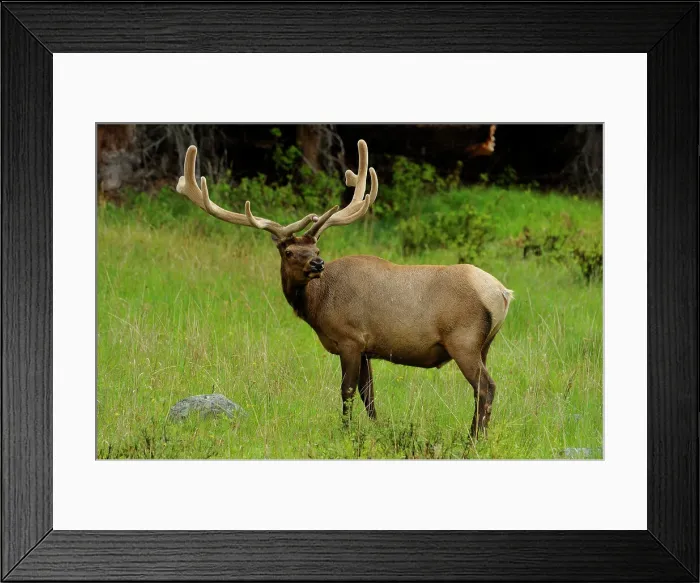 Framed Print : Elk (Cervus elaphus) Bull / stag, Yellowstone NP, Wyoming, USA Framed Print : Elk (Cervus elaphus) Bull / stag, Yellowstone NP, Wyoming, USA
