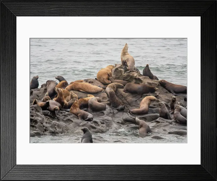 Framed Print : California sea lion (Zalophus californianus) hauled out, Cape Arago, Oregon, USA