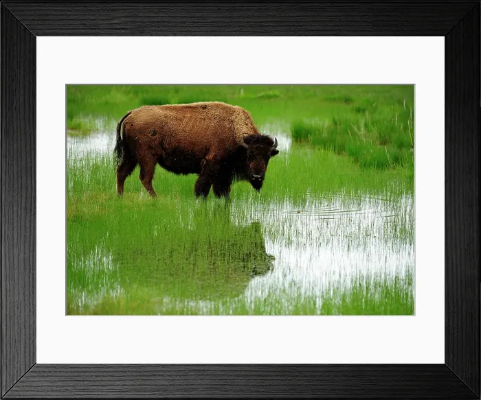 Framed Print : American bison (Bison bison) Feeding in wetland, Yellowstone NP, Wyoming, USA Framed Print : American bison (Bison bison) Feeding in wetland, Yellowstone NP, Wyoming, USA