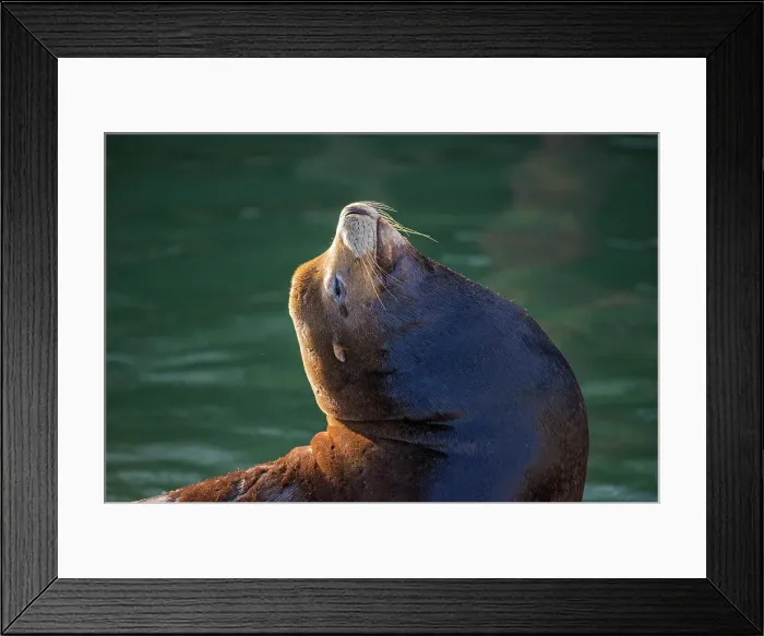 Framed Print : California sea lion (Zalophus californianus) Males lounging on a wharf, Newport, Oregon, USA Framed Print : California sea lion (Zalophus californianus) Males lounging on a wharf, Newport, Oregon, USA