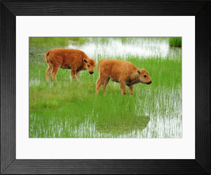 Framed Print : American bison (Bison bison) Spring calves, Yellowstone NP, Wyoming, USA Framed Print : American bison (Bison bison) Spring calves, Yellowstone NP, Wyoming, USA
