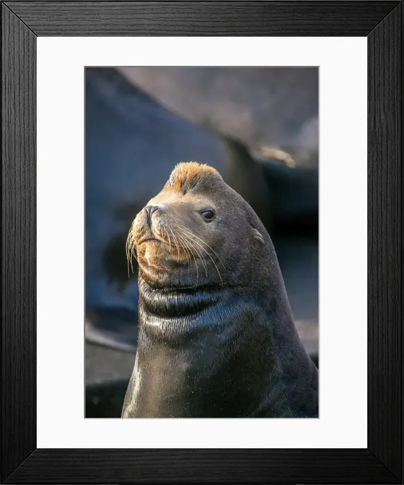 Framed Print : California sea lion (Zalophus californianus) Males lounging on a wharf, Newport, Oregon, USA Framed Print : California sea lion (Zalophus californianus) Males lounging on a wharf, Newport, Oregon, USA