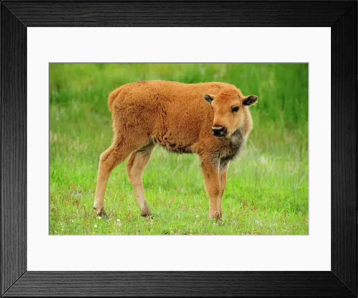 Framed Print : American bison (Bison bison) Spring calf, Yellowstone NP, Wyoming, USA Framed Print : American bison (Bison bison) Spring calf, Yellowstone NP, Wyoming, USA