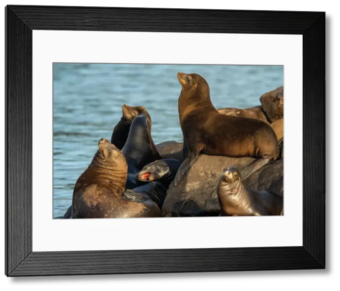 Framed Print : California sea lion (Zalophus californianus) Hauled out on jetty rocks, Newport, Oregon, USA Framed Print : California sea lion (Zalophus californianus) Hauled out on jetty rocks, Newport, Oregon, USA