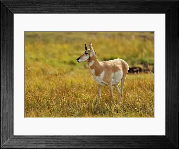 Framed Print : Pronghorn (Antilocapra americana) Foraging in grassy meadow, Yellowstone NP, Wyoming, USA
