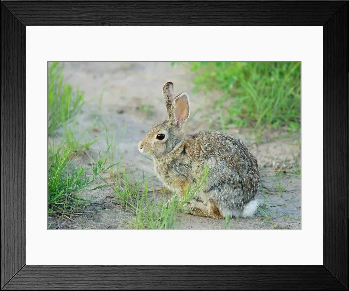 Framed Print : Nuttall's cottontail (Sylvilagus nuttallii), Badlands NP, South Dakota, USA Framed Print : Nuttall's cottontail (Sylvilagus nuttallii), Badlands NP, South Dakota, USA