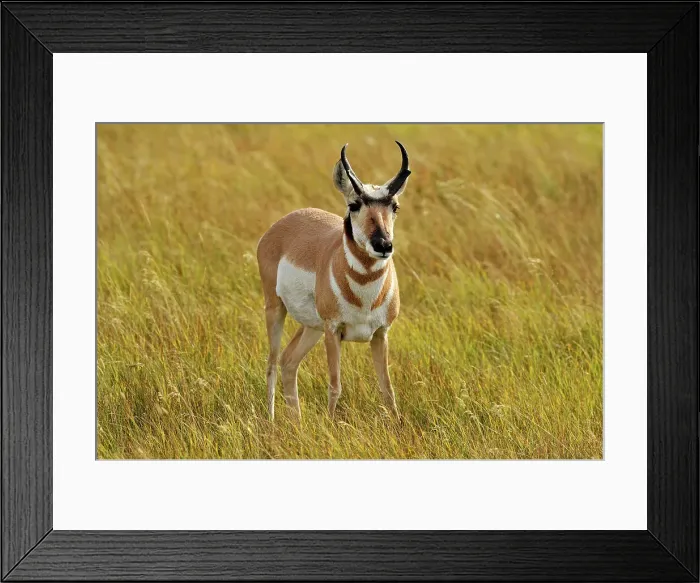 Framed Print : Pronghorn (Antilocapra americana) Foraging in grassy meadow, Yellowstone NP, Wyoming, USA Framed Print : Pronghorn (Antilocapra americana) Foraging in grassy meadow, Yellowstone NP, Wyoming, USA