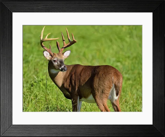 Framed Print : white-tailed deer (Odocoileus virginianus) Male / buck / stag in Cades Cove with autumn antlers, Great Smoky Mountains NP, Tennessee, USA Framed Print : white-tailed deer (Odocoileus virginianus) Male / buck / stag in Cades Cove with autumn antlers, Great Smoky Mountains NP, Tennessee, USA