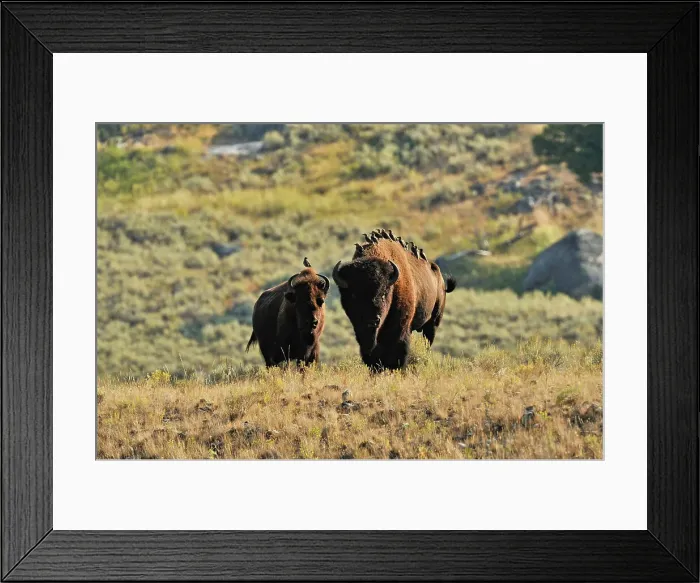 Framed Print : American Bison (Bison bison) Individuals with starlings on their backs, Yellowstone NP, Wyoming, USA Framed Print : American Bison (Bison bison) Individuals with starlings on their backs, Yellowstone NP, Wyoming, USA