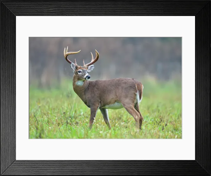 Framed Print : white-tailed deer (Odocoileus virginianus) Male / buck / stag in Cades Cove with autumn antlers, Great Smoky Mountains NP, Tennessee, USA Framed Print : white-tailed deer (Odocoileus virginianus) Male / buck / stag in Cades Cove with autumn antlers, Great Smoky Mountains NP, Tennessee, USA