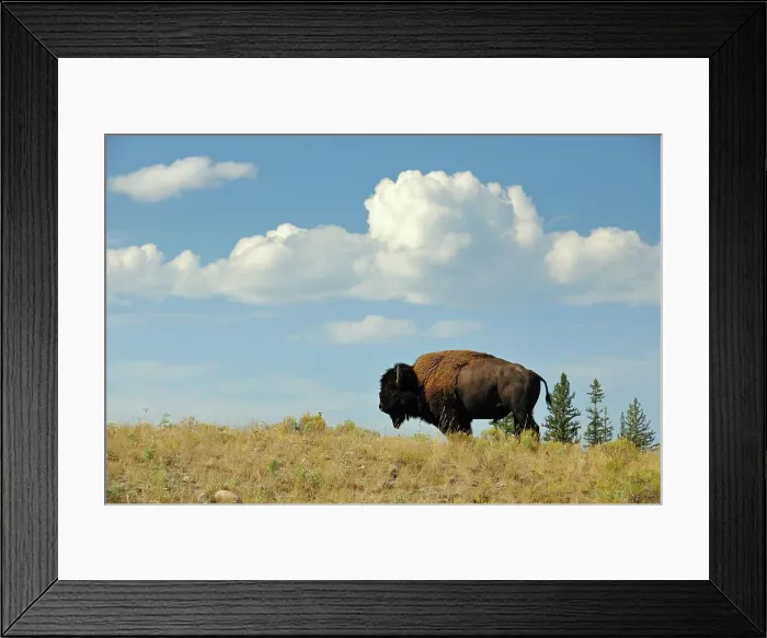 Framed Print : American Bison (Bison bison) Bull on grassy ridge, Yellowstone NP, Wyoming, USA Framed Print : American Bison (Bison bison) Bull on grassy ridge, Yellowstone NP, Wyoming, USA