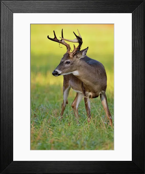 Framed Print : white-tailed deer (Odocoileus virginianus) Male / buck / stag in Cades Cove with autumn antlers, Great Smoky Mountains NP, Tennessee, USA Framed Print : white-tailed deer (Odocoileus virginianus) Male / buck / stag in Cades Cove with autumn antlers, Great Smoky Mountains NP, Tennessee, USA