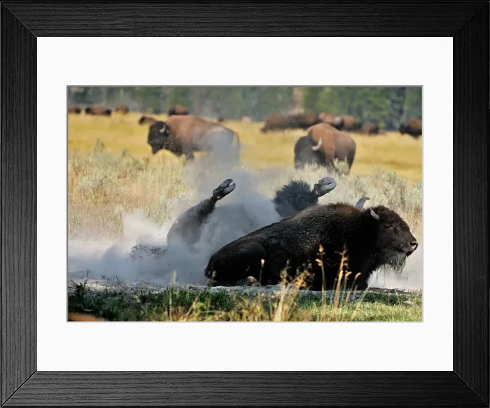 Framed Print : American Bison (Bison bison) Bull and cow in rut, Yellowstone NP, Wyoming, USA