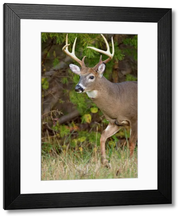 Framed Print : white-tailed deer (Odocoileus virginianus) Male / buck / stag in Cades Cove with autumn antlers, Great Smoky Mountains NP, Tennessee, USA Framed Print : white-tailed deer (Odocoileus virginianus) Male / buck / stag in Cades Cove with autumn antlers, Great Smoky Mountains NP, Tennessee, USA