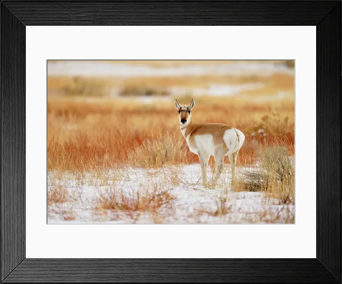 Framed Print : Pronghorn (Antilocapra Americana) Foraging on winter grasses, Yellowstone NP, Wyoming, USA Framed Print : Pronghorn (Antilocapra Americana) Foraging on winter grasses, Yellowstone NP, Wyoming, USA