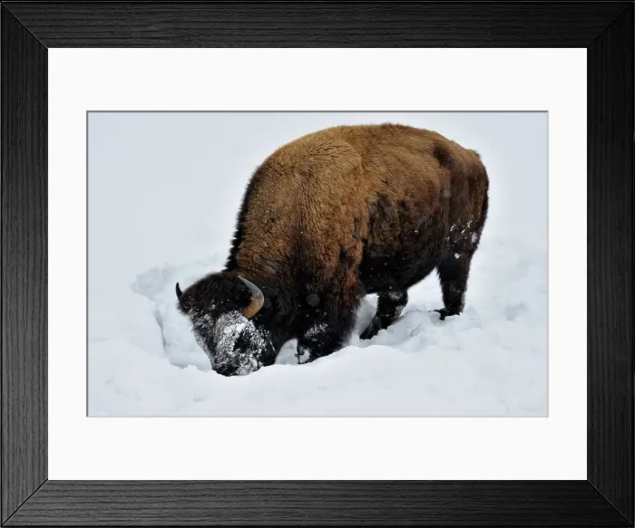 Framed Print : American Bison (Bison bison) Using head to bulldoze snow to gain access to winter forage. Yellowstone NP, Wyoming, USA Framed Print : American Bison (Bison bison) Using head to bulldoze snow to gain access to winter forage. Yellowstone NP, Wyoming, USA