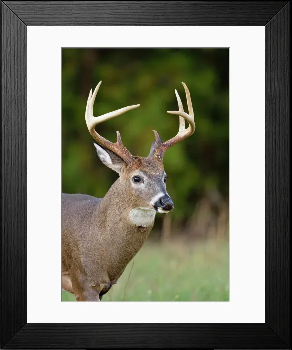 Framed Print : white-tailed deer (Odocoileus virginianus) Male / buck / stag in Cades Cove with autumn antlers, Great Smoky Mountains NP, Tennessee, USA Framed Print : white-tailed deer (Odocoileus virginianus) Male / buck / stag in Cades Cove with autumn antlers, Great Smoky Mountains NP, Tennessee, USA